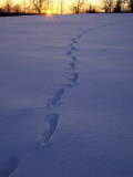 Sunrise over Snowfield with Deer Tracks in Winter, Northern Forest, Maine, USA