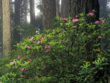 Rhoddy and Redwoods in Redwoods State Park, Del Norte, California, USA