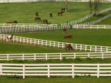 Buy Thoroughbred Horses, Kentucky Horse Park, Lexington, Kentucky, USA at AllPosters.com