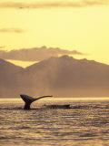 Humpback Whale at Sunset, Inside Passage, Alaska, USA