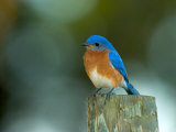 Buy Male Eastern Bluebird on Fence Post, Florida, USA at AllPosters.com
