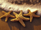 Buy Sunset and Starfish on Surf Line, Maui, Hawaii, USA at AllPosters.com