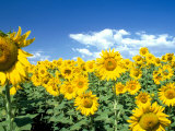 Buy Sunflowers, Colorado, USA at AllPosters.com