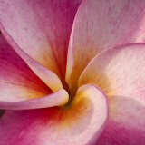 Detail of Plumeria at Molokai Plumerias, Molokai, Hawaii, USA