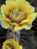 Buy Engelmann's Prickly Pear, Saguaro National Park, Arizona, USA at AllPosters.com