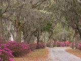 Buy Bonaventure Cemetery with Moss Draped Oak, Dogwoods and Azaleas, Savannah, Georgia, USA at AllPosters.com