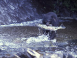 Black Bear Holds Chum Salmon, near Ketchikan, Alaska, USA