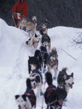 Dog Sled Racing in the 1991 Iditarod Sled Race, Alaska, USA