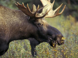 Bull Moose with Antlers, Denali National Park, Alaska, USA