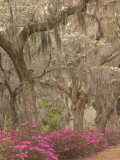 Buy Bonaventure Cemetery with Moss Draped Oaks, Dogwood and Azalea, Georgia, USA at AllPosters.com