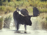Moose Shower in Katmai National Park, Alaska, USA