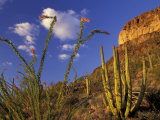 Organ Pipe Cactus with Ocotillo, Organ Pipe Cactus National Monument, Arizona, USA
