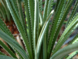Buy New Fern Growth, Florida, USA at AllPosters.com
