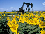 Buy Sunflowers, Oil Derrick, Colorado, USA at AllPosters.com