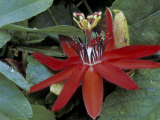 Red Passion Flower in Bloom, Selby Botantical Gardens, Sarasota, Florida, USA