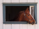 Buy Thoroughbred Race Horse in Horse Barn, Kentucky Horse Park, Lexington, Kentucky, USA at AllPosters.com