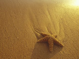 Starfish and Sand at Sunset, Maui, Hawaii, USA