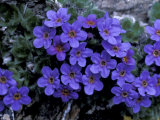 Forget-Me-Not Among Lichens, Brooks Range, Alaska National Wildlife Refuge, Alaska, USA