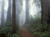 Damnation Trail in Fog, Redwoods State Park, Del Norte, California, USA
