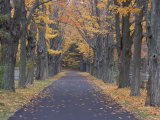 Sugar Maples in a Rye Cemetary, New Hampshire, USA