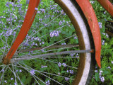Close-up of a Bicycle Tire
