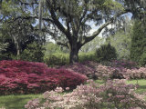 Orton Plantation Gardens, North Carolina, USA Photographic Print
