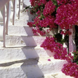 Bougainvilleas