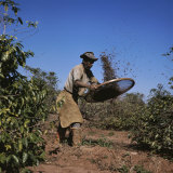 Sifting Coffee Beans Nova Esperanca Parana, Brazil