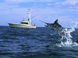 Marlin with Fishing Boat in Background