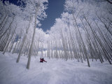 Skiing Through the Trees