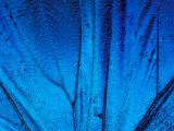 Buy Detail of Blue Morpho Wing, Barro Colorado Island, Panama at AllPosters.com