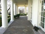 President Bush's Scottish Terrier Miss Beazley Plays on the Colonnade