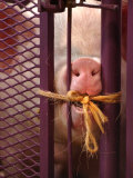A Yorkshire Pig Tries to Chew the Twine That Locks Him