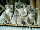 A Group of Koalas Gather Atop a Fence