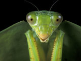 Buy Praying Mantis, Barro Colorado Island, Panama at AllPosters.com
