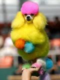 A Poodle Named Peter is Posed on its Owner's Hand During Competition at the World Dog Exhibition