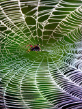 Buy A Banana Spider's Web at AllPosters.com