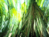 Buy Stilt Root of a Walking Palm, Borro Colorado Island, Panama at AllPosters.com