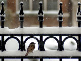 A Sparrow Surveys its Surroundings as It Stops to Rest on a Snow-Covered Fence