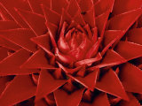 Buy Large Flower of the Pineapple Family, Borro Colorado Island, Panama at AllPosters.com