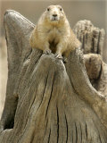 Buy A Black-Tailed Prairie Dog Finds a Nice Perch at AllPosters.com