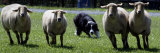 Buy A Border Collie Demonstrates Sheep Herding at AllPosters.com