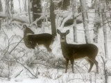 Two White-Tail Deer Stop for a Moment