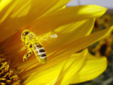 A Bee Covered with Yellow Pollen Approaches the Blossom of a Sunflower July 28, 2004 in Walschleben