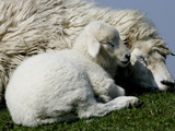 Buy A Lamb Looks for Shelter Aside its Mother Sheep at AllPosters.com