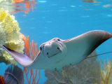 A Cow Nose Ray Swims