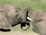 Two Elephant Calves Play, Jan. 4, 2006 in the Amboseli National Park in Kenya