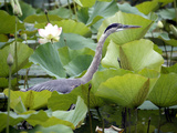 A Great Blue Heron Walks Through a Patch of Lotus Flowers