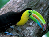 Buy Keel-Billed Tucan with Cicada Approaching Nest, Barro Colorado Island, Panama at AllPosters.com