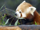 Red Panda Xia-Tschung-Mao Feeds on Bamboo